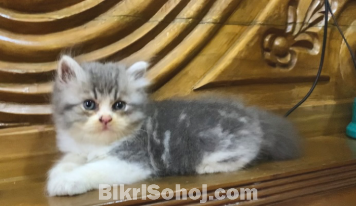 Pure Persian all male kitten